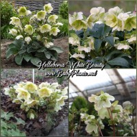 Helleborus White Beauty