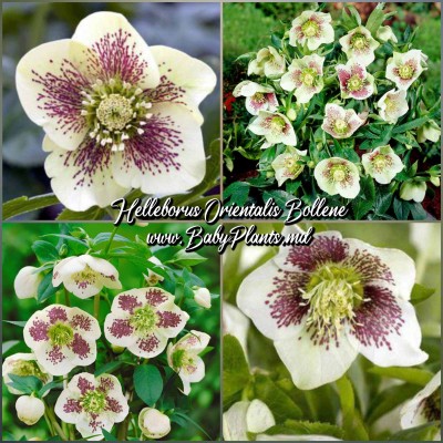 Helleborus Oriental Bollene