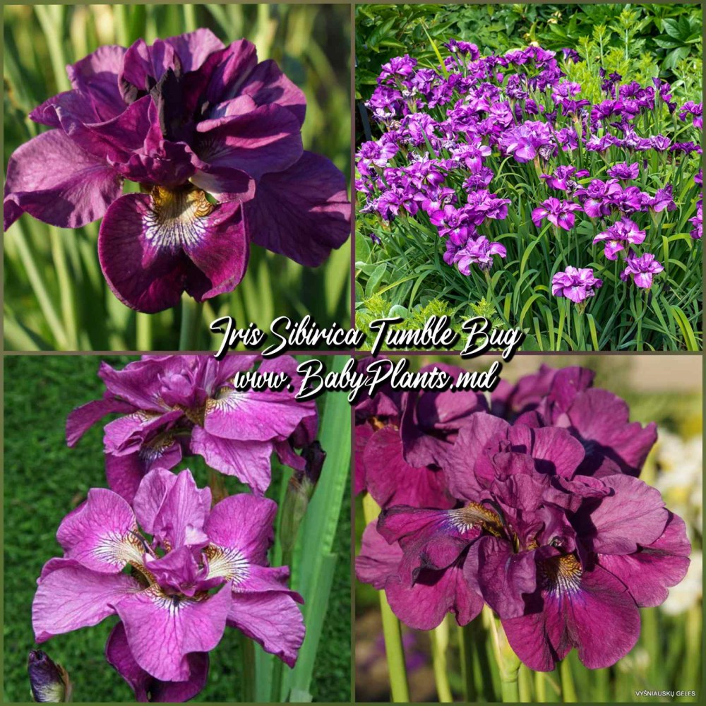 Iris Sibirica Tumble Bug