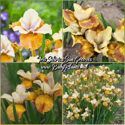Iris Sibirica Sun Grooves