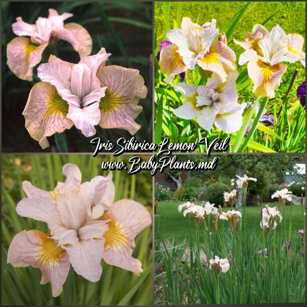 Iris Sibirica Lemon Veil