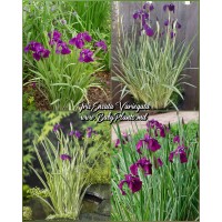 Iris Ensata Variegata