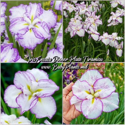 Iris Ensata Dinner Plate™ Tiramisu