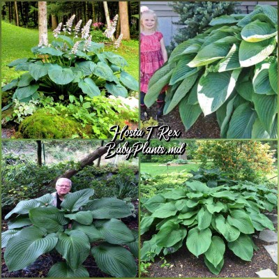 Hosta T Rex