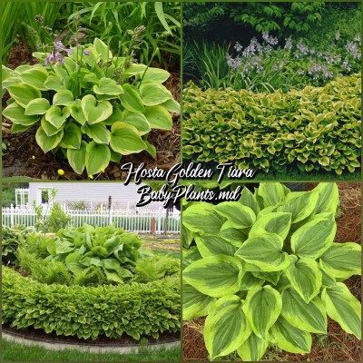 Hosta Golden Tiara