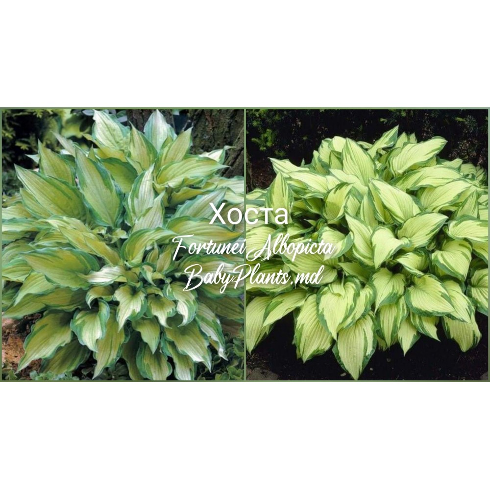 Hosta Albopicta