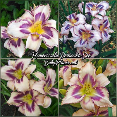 Hemerocallis Destined to See