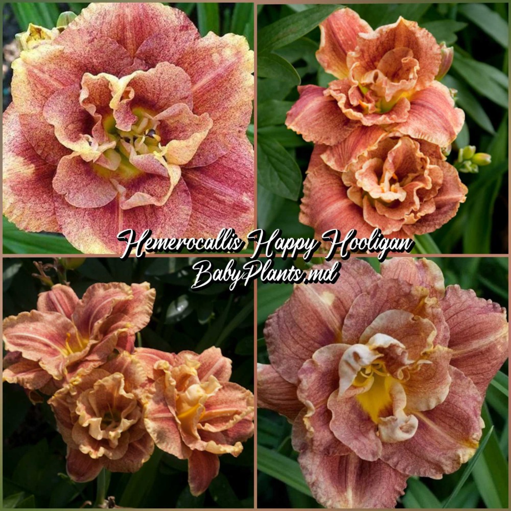 Hemerocallis Happy Hooligan