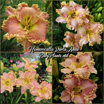 Hemerocallis Darla Anita