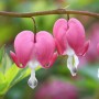 Dicentra Spectabilis Pink