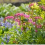Dicentra Spectabilis Pink