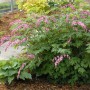 Dicentra Spectabilis Pink
