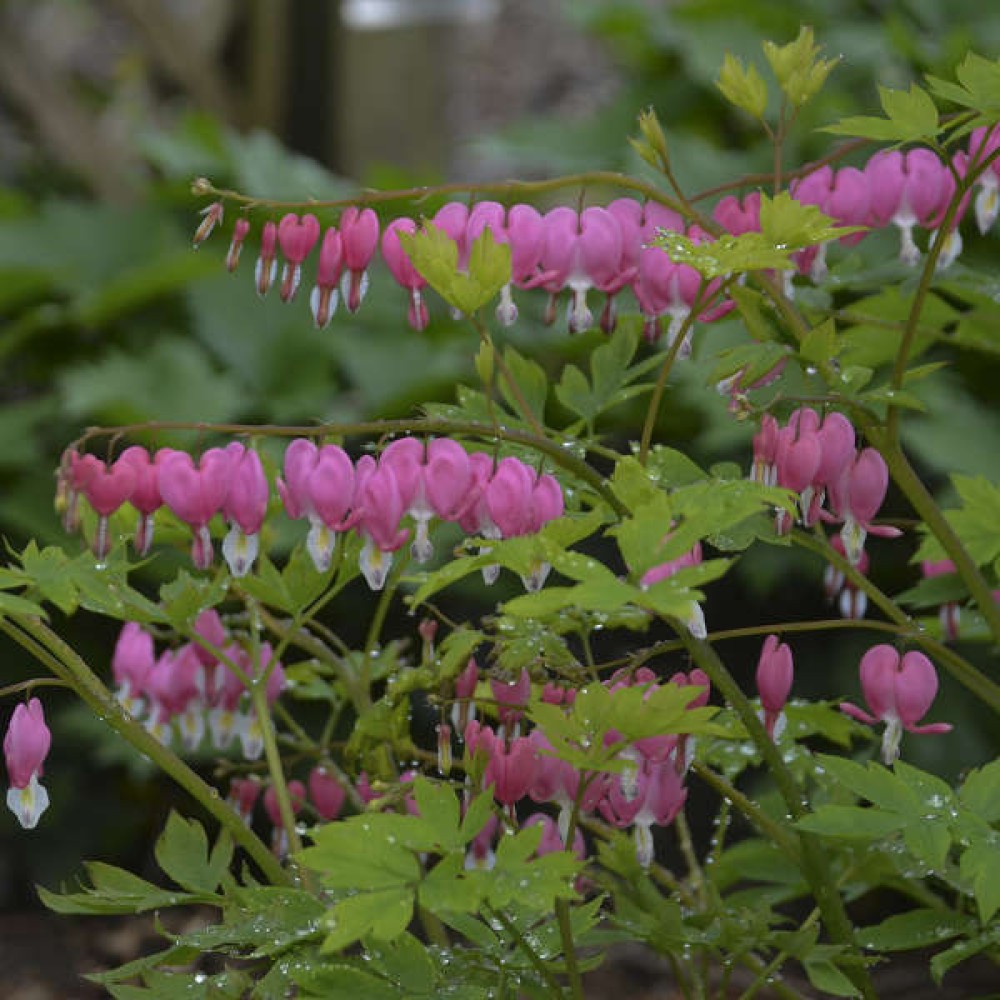 Dicentra Spectabilis Pink