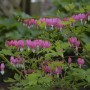 Dicentra Spectabilis Pink