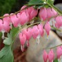 Dicentra Spectabilis Pink