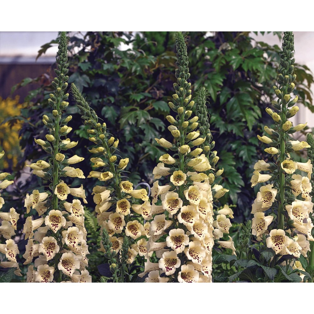 Digitalis Pur. Camelot Cream