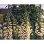 Digitalis Pur. Camelot Cream