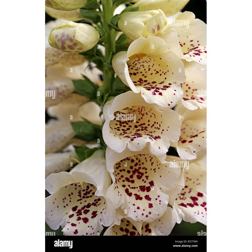 Digitalis Pur. Camelot Cream