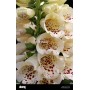 Digitalis Pur. Camelot Cream