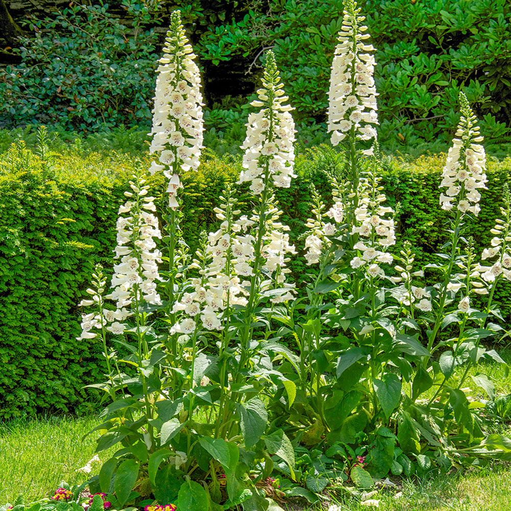 Digitalis Pur. Camelot Cream