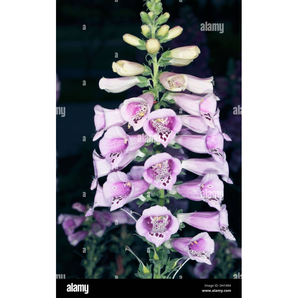 Digitalis Pur. Camelot Lavender
