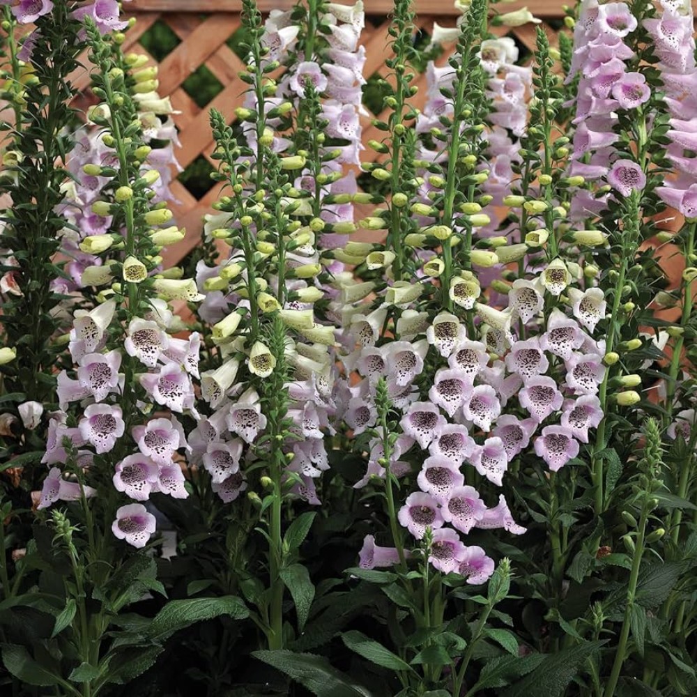 Digitalis Pur. Camelot Lavender