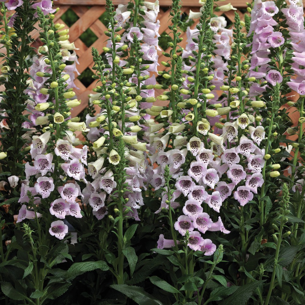 Digitalis Pur. Camelot Lavender