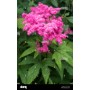 Filipendula Purple
