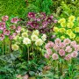 Helleborus Double Ellen Mixed