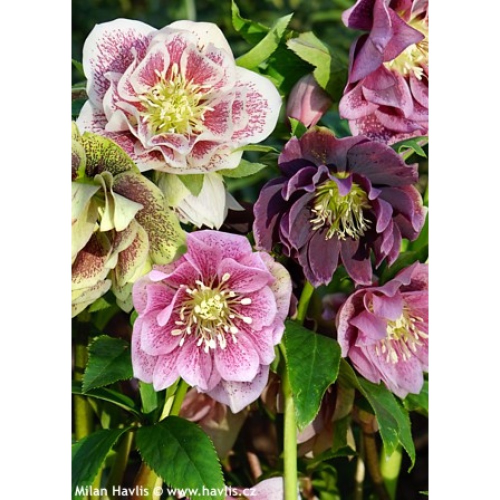 Helleborus Double Ellen Mixed