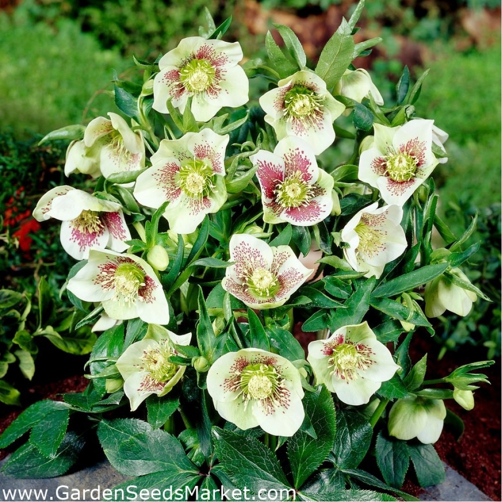 Helleborus Oriental Bollene
