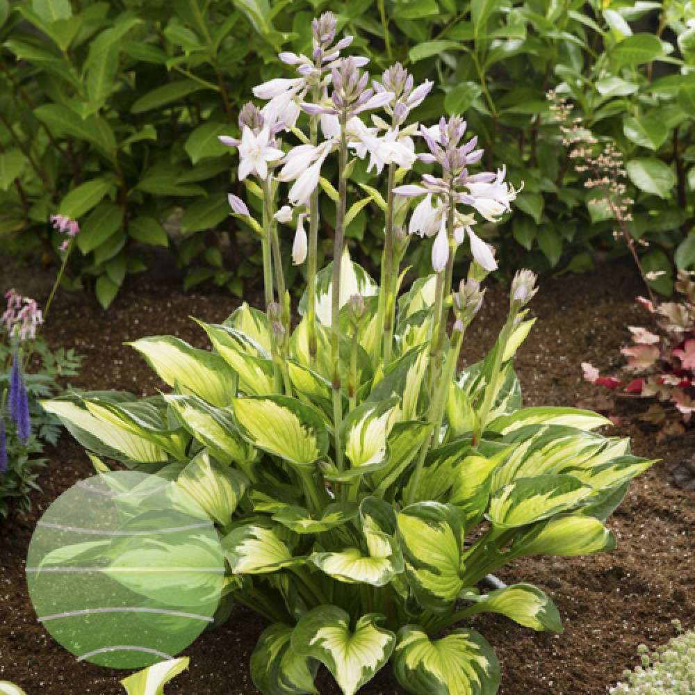 Hosta Colored Hulk
