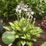 Hosta Colored Hulk