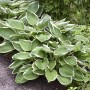 Hosta Francee