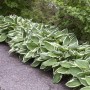 Hosta Francee
