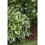 Hosta Francee