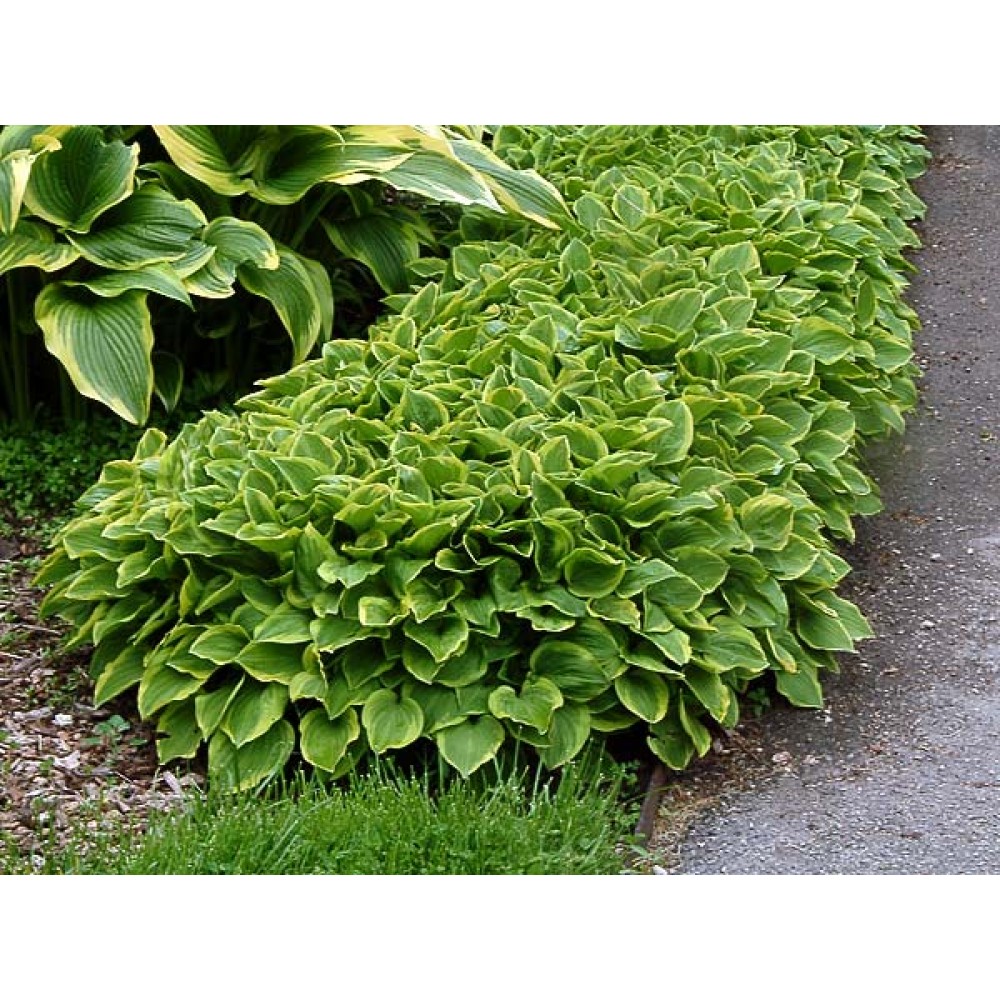 Hosta Golden Tiara