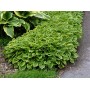 Hosta Golden Tiara