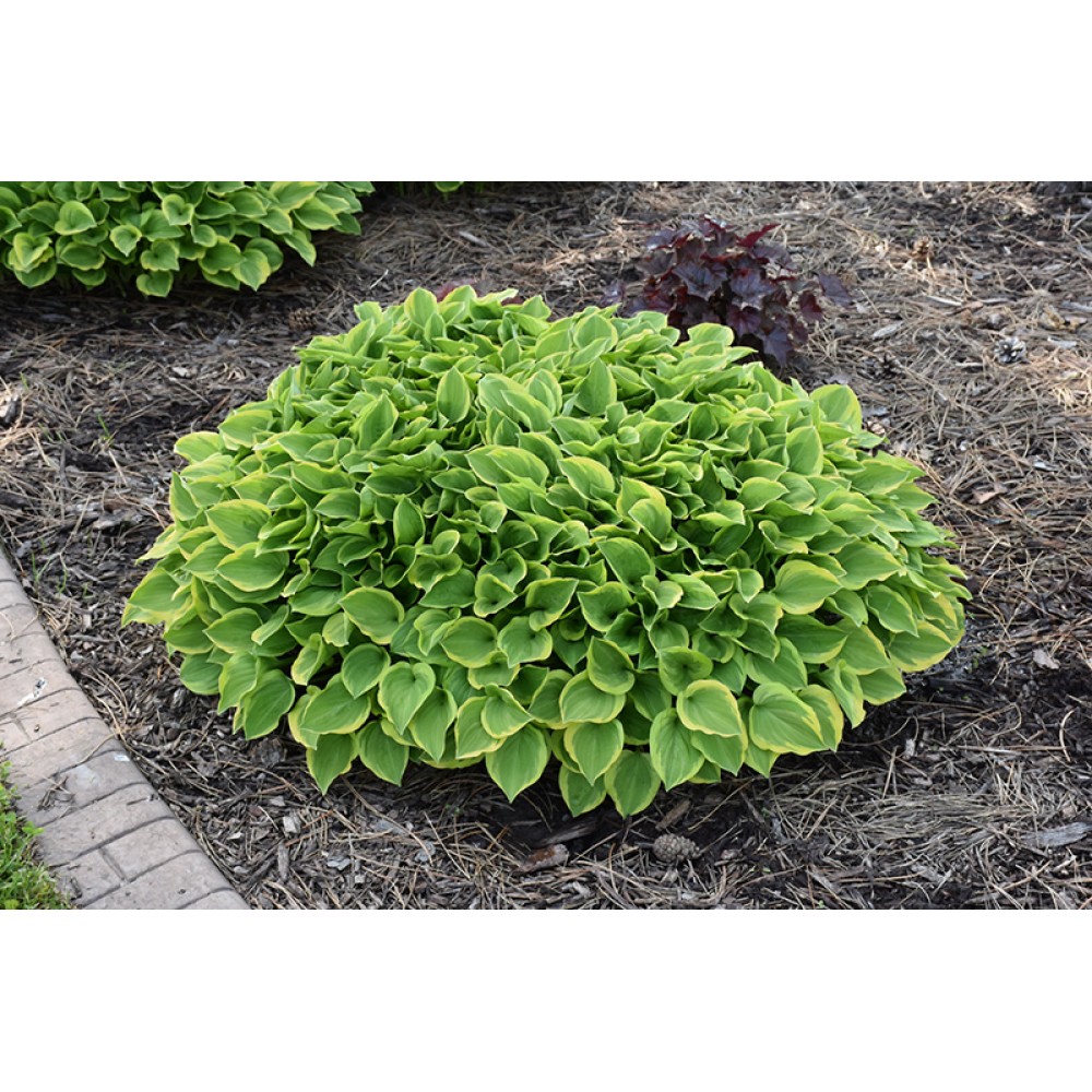 Hosta Golden Tiara