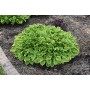 Hosta Golden Tiara