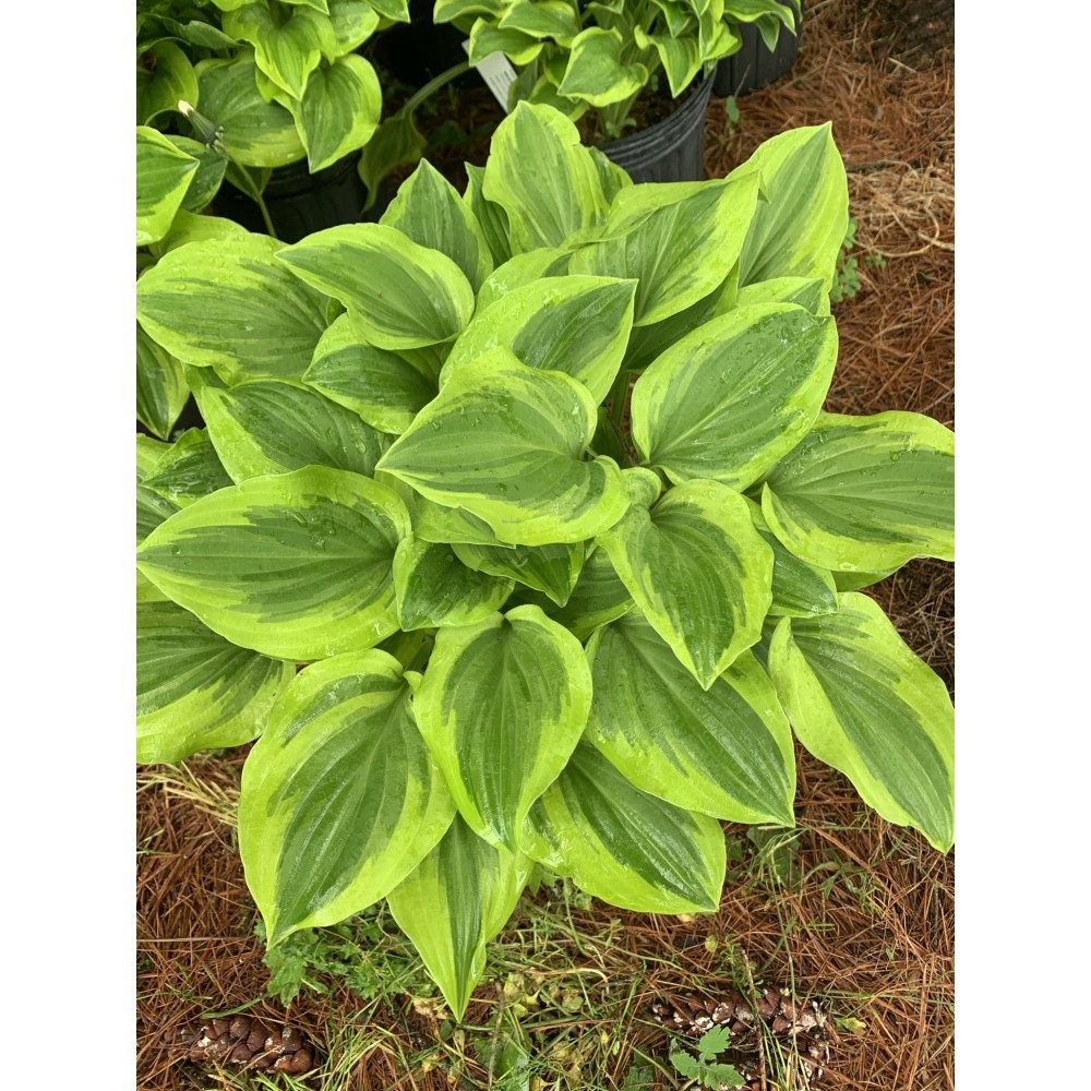 Hosta Golden Tiara