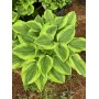 Hosta Golden Tiara