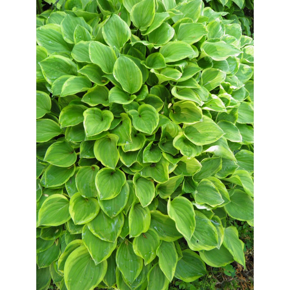 Hosta Golden Tiara