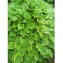 Hosta Golden Tiara