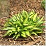 Hosta Lakeside Little Tuft