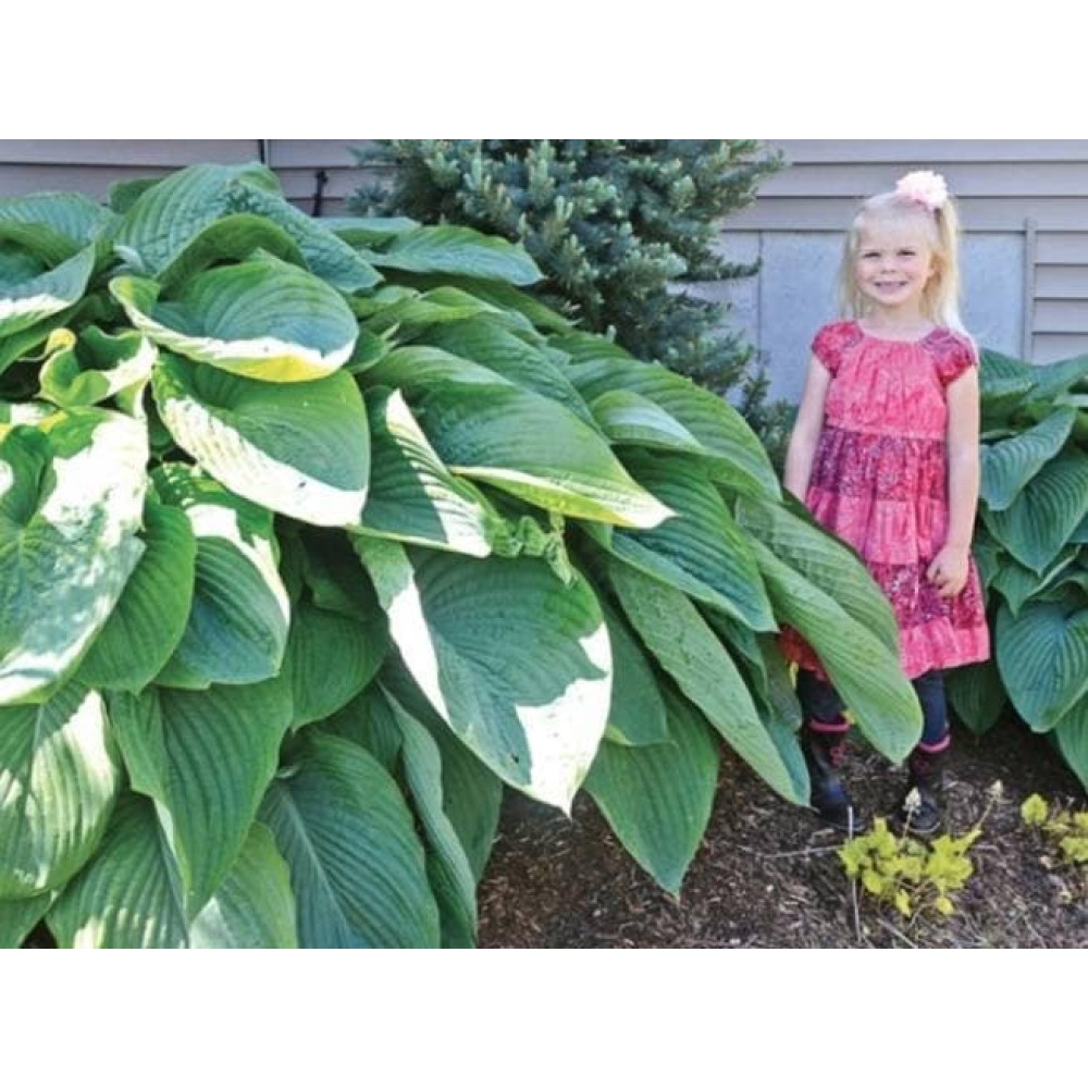 Hosta T Rex