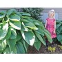 Hosta T Rex