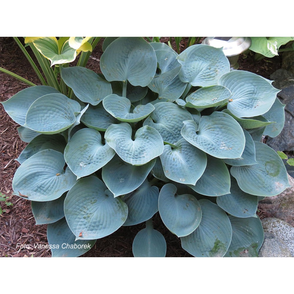 Hosta True Blue