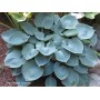 Hosta True Blue