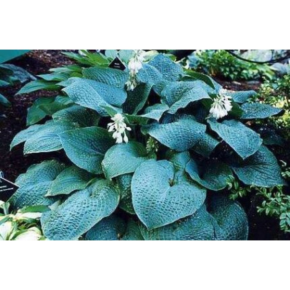 Hosta True Blue